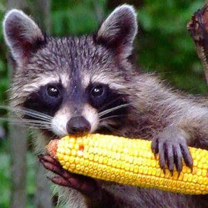 Meet your Posher, Dani